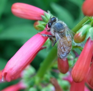 Honey bee robbing nectar from scarlet bugler